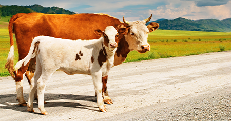 Motorcycle passenger settles for $750K after collision with cow